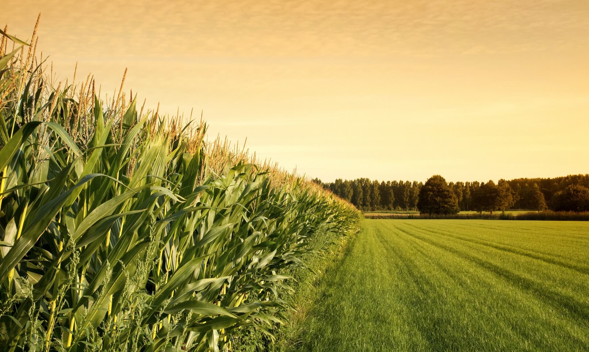 Ecolife – Litière 100% naturelle faite de maïs et blé