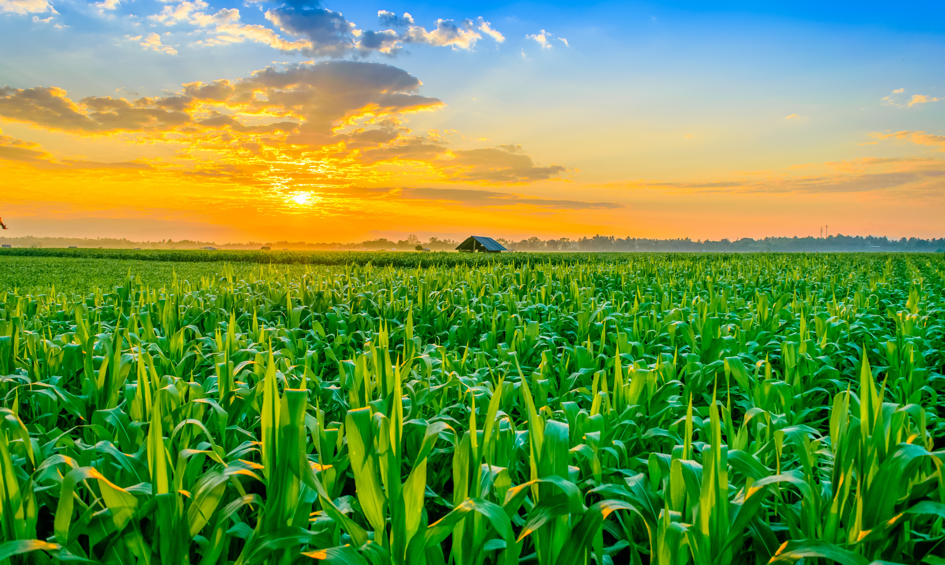Ecolife – 100% natural litter made of corn