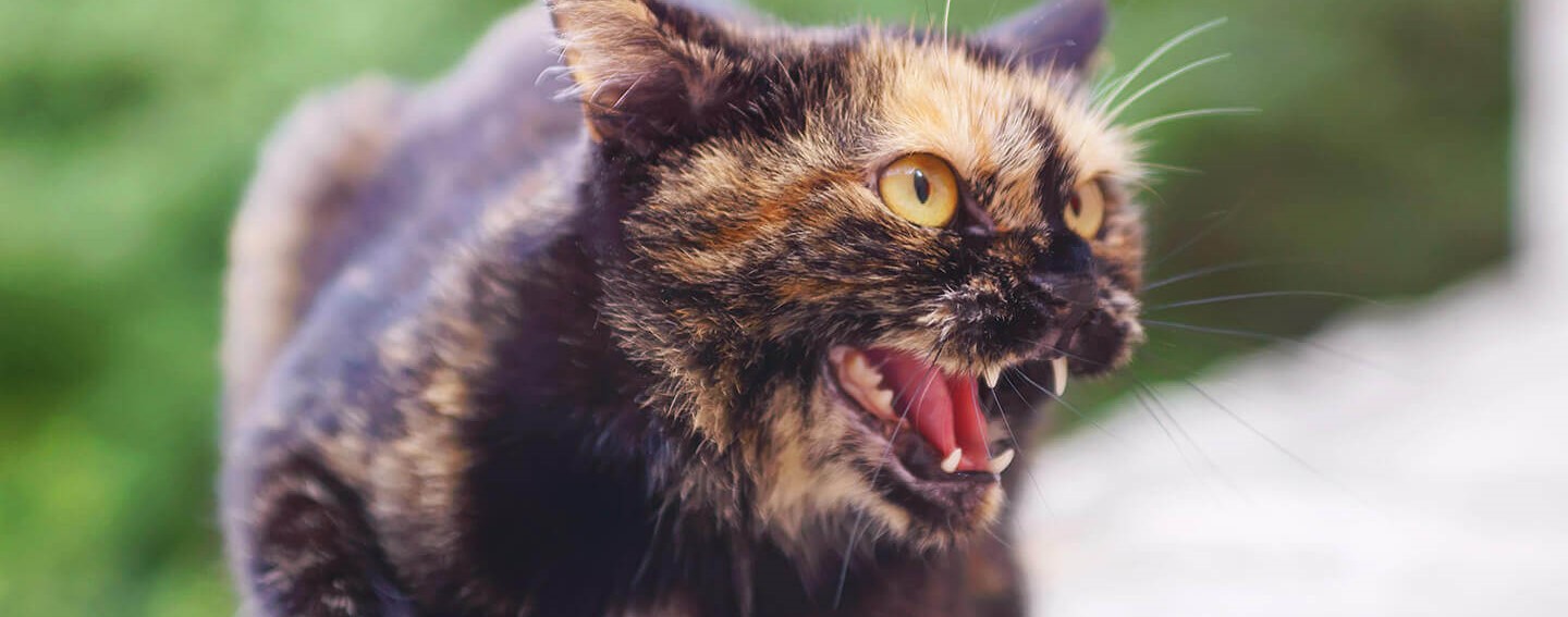 L Agressivite Chez Le Chat Causes Et Solutions Intersand L Agressivite Chez Le Chat Causes Et Solutions Intersand