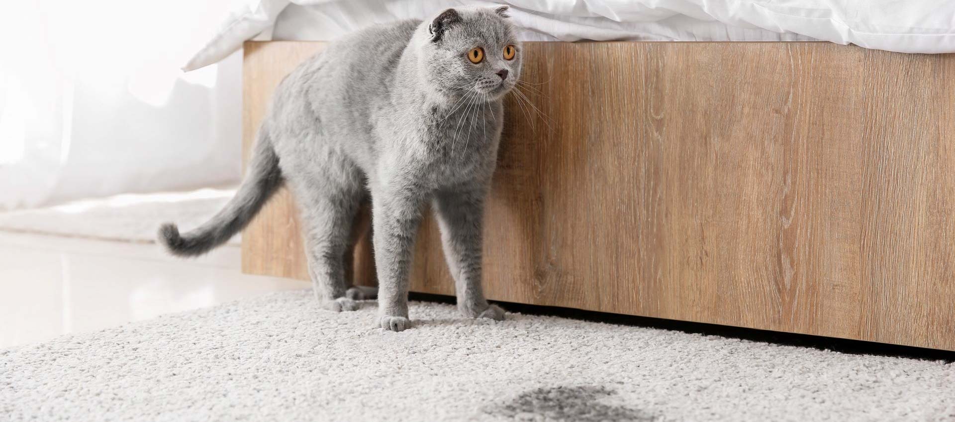 Besoins Hors Litiere Chez Le Chat Intersand