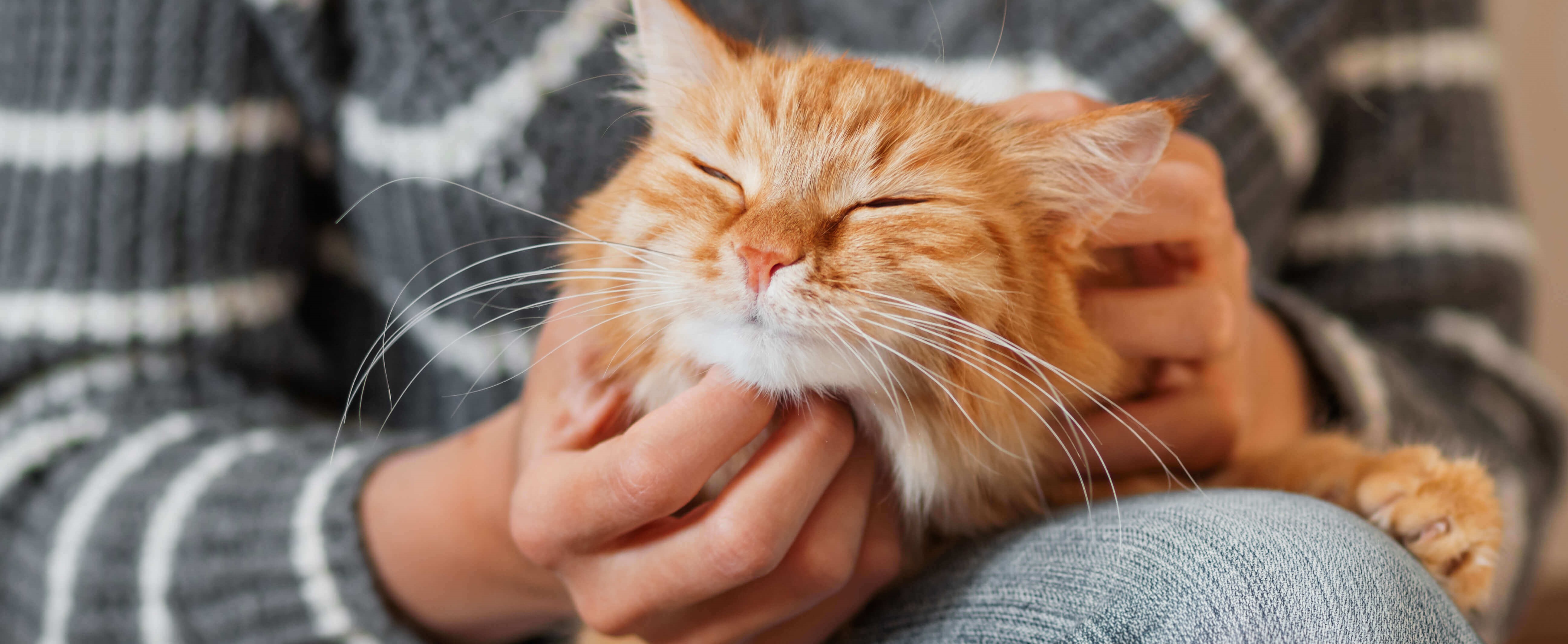 Y A T Il Un Lien Entre La Couleur De Votre Chat Et Sa Person