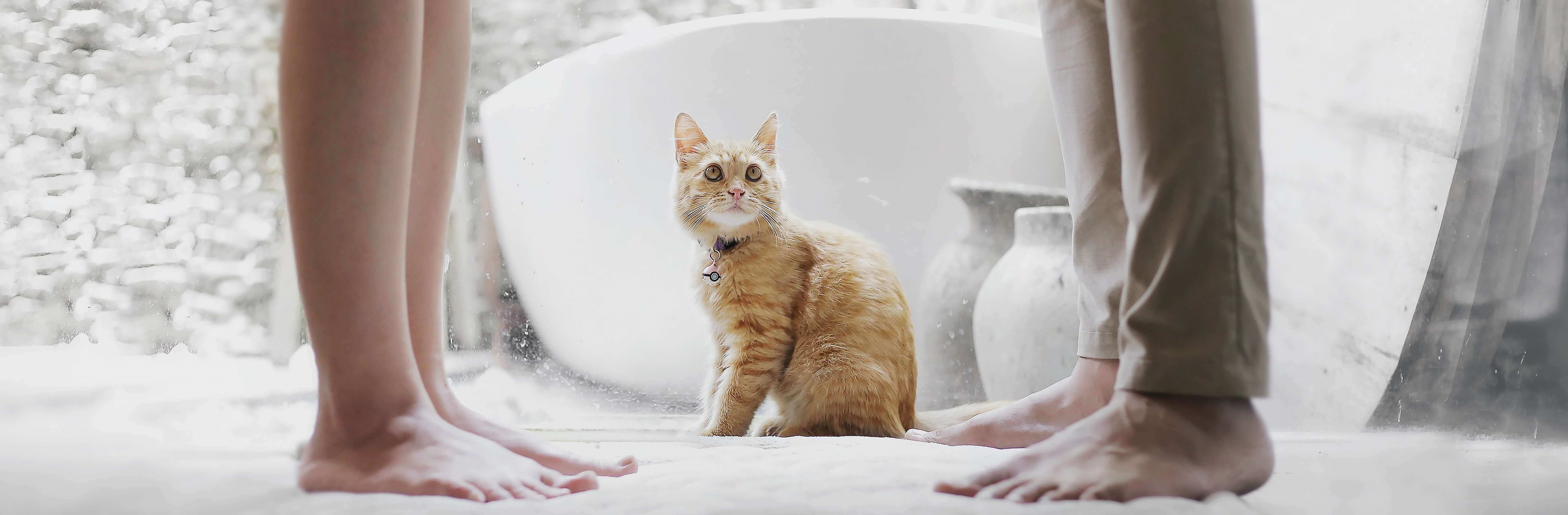 3 Mythes Peu Communs Sur Le Chat Intersand
